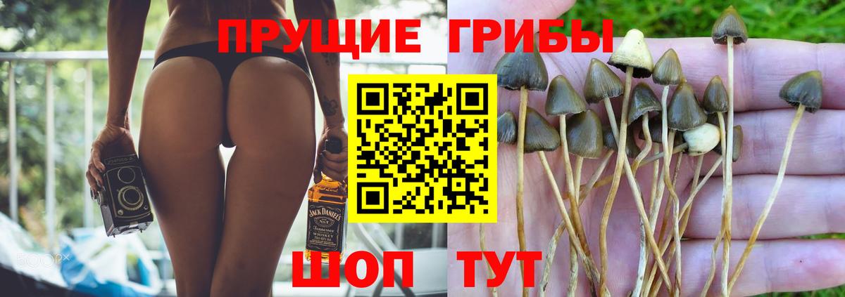 Череповец  Псилоцибиновые грибы Psilocybe  Вход с VPN 